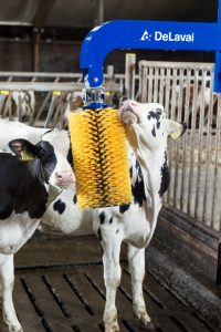 Wellness und Wohlbefinden für die Tiere