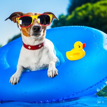 „Cool“ den Urlaub und die heißen Tage genießen – hier ein paar Tipps für unsere Hunde!