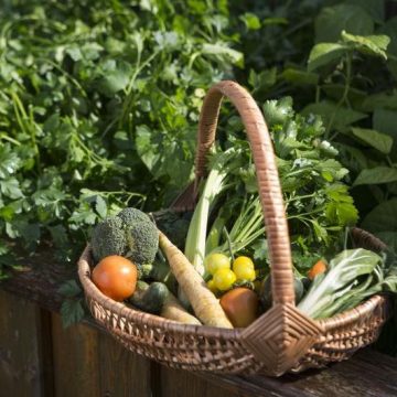 Dein Gemüsegarten: 6 Tricks zum Ernteglück
