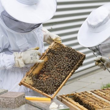 Im Lagerhaus fleißige Bienen mieten
