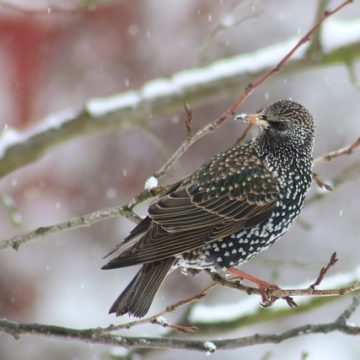 Fütterungstipps für Wintervögel